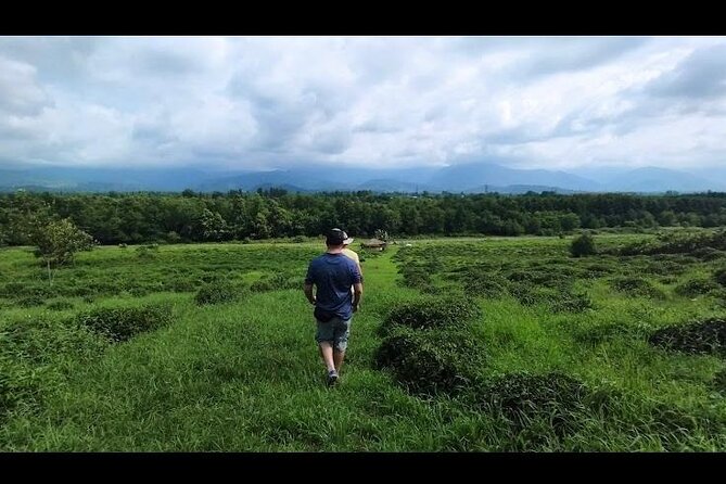 1,5 Hours Tea House and Tea Garden Trip in Ozurgeti Georgia - From fresh leaves to the production line