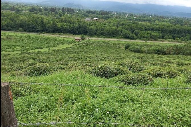 1,5 Hours Tea House and Tea Garden Trip in Ozurgeti Georgia - A private tour for your own questions