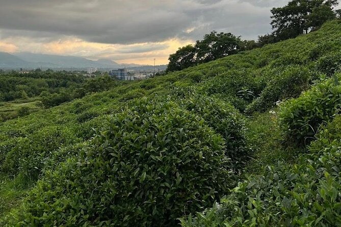 1,5 Hours Tea House and Tea Garden Trip in Ozurgeti Georgia - How the $30.10 price holds up