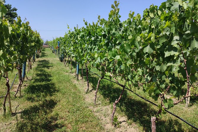 4 Group Tours Including Airport Transfers - Day 4: Kakheti food, wine, and Sighnaghi views
