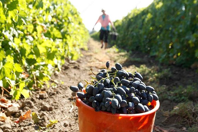 Adjarian Mountains Waterfalls Wine Tour Best views from Batumi Kobuleti - What the private format changes