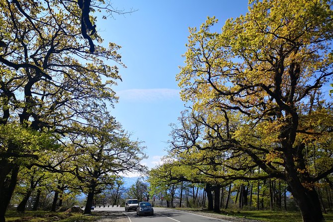 Amazing All inclusive Tour for 7 Days From Tbilisi - Day 3: Tetnuldi and Martvili Canyon