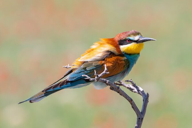 Full-Day Private Wilderness Tour in Vashlovani National Park - The abandoned Shiraki airfield sets the tone