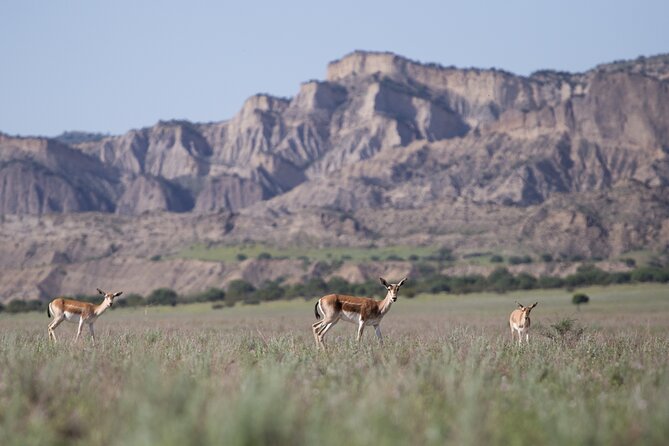 Full-Day Private Wilderness Tour in Vashlovani National Park - Pantishara gorge adds a short walking element