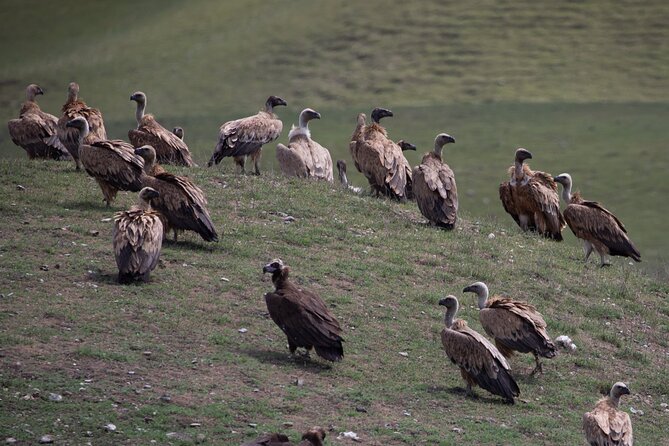 Full-Day Private Wilderness Tour in Vashlovani National Park - Samukhi valley is the wildlife part of the day