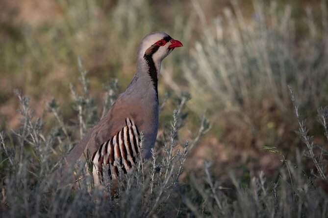 Full-Day Private Wilderness Tour in Vashlovani National Park - Who will get the most from this private day