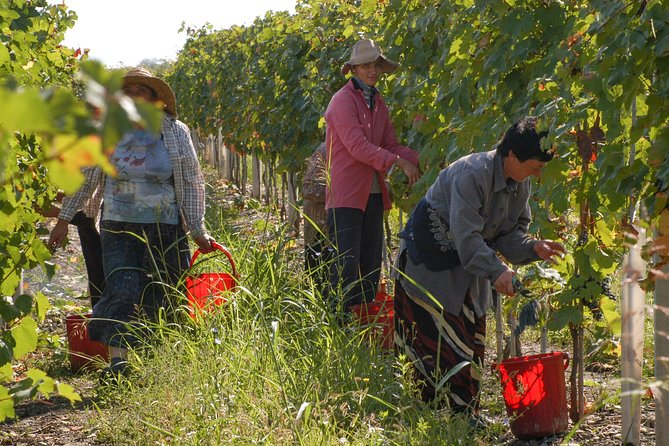 Highlights of Kakheti region-Signagi,Bodbe,Wine tasting(Private Tour) - Is the $125 price good value?