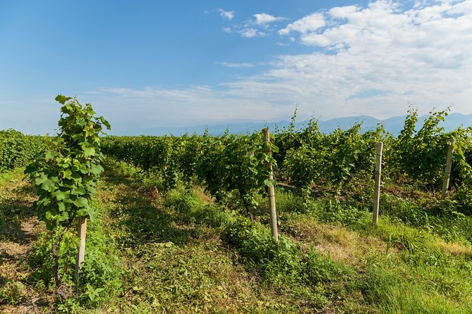 Highlights of Kakheti region-Signagi,Bodbe,Wine tasting(Private Tour) - Who should book this Kakheti tour?