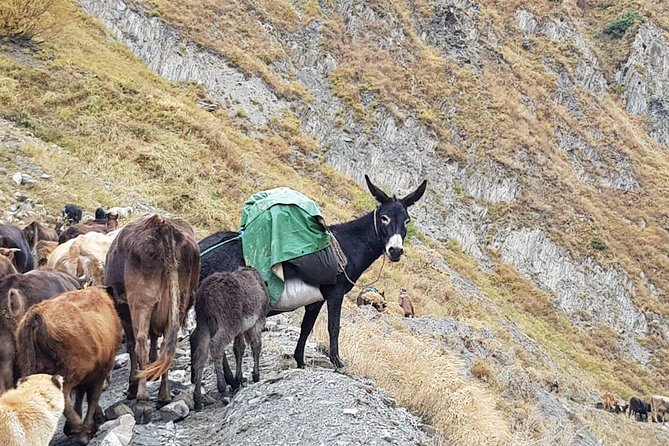 Kazbegi MOUNTAIN Tour (GLORY OF THE NATURE) + MANY NEW LOCATIONS - Optional Truso Gorge and Juta
