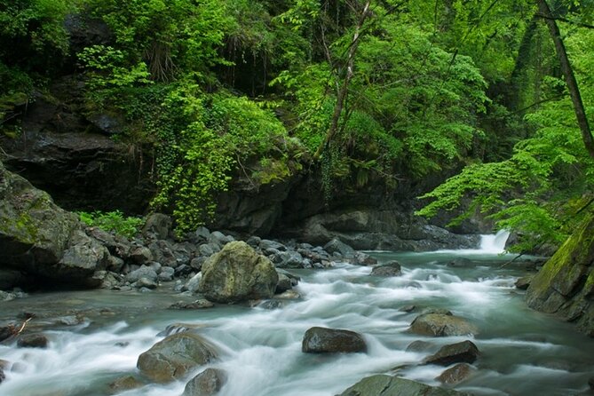 Lagodekhi - A day hiking from Tbilisi - Five to six hours on a moderate forest trail