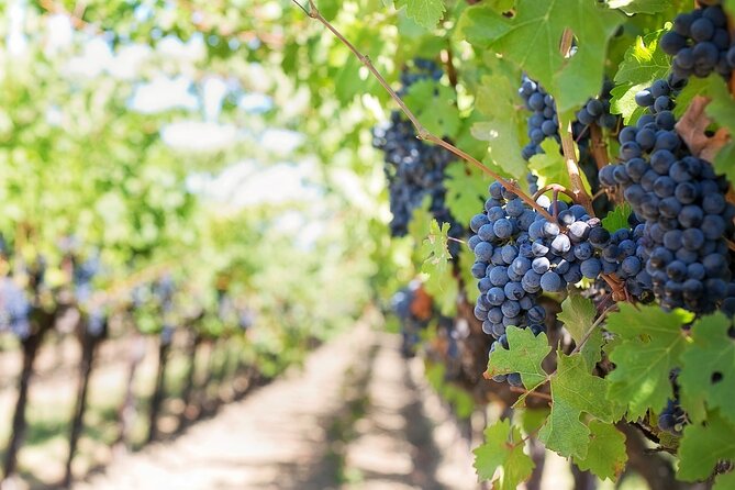 Private Day Trip to Kakheti Wine Region Including Wine Tasting - Food, cooking, and what you pay extra for