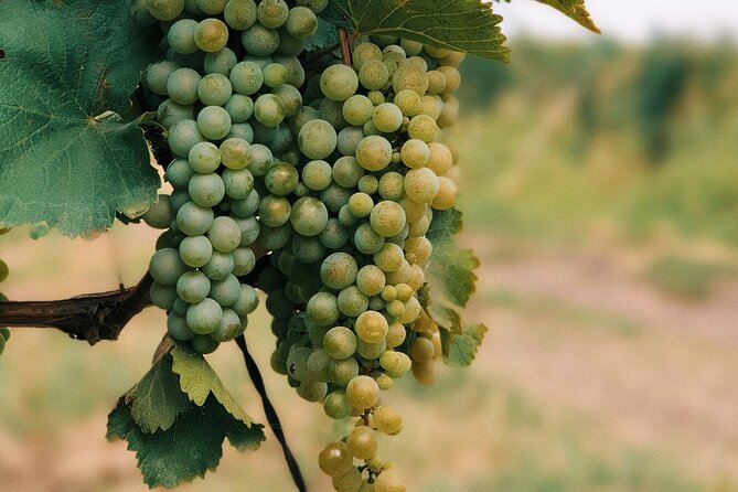Private Day Trip to Kakheti Wine Region Including Wine Tasting - Sighnaghi, the hill town with broad views