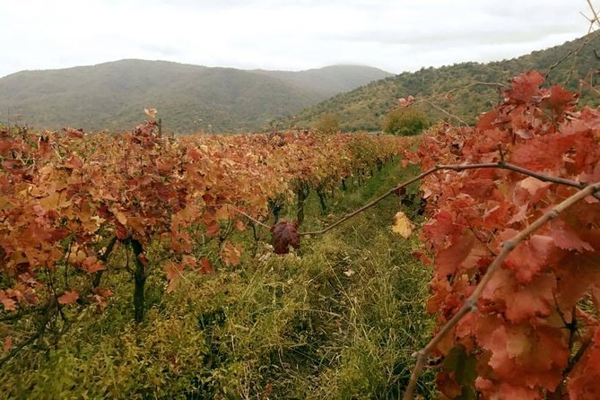 Private Tour to Mtskheta and Georgian Wine Tasting from Tbilisi - Château Mukhrani’s royal estate and old cellars