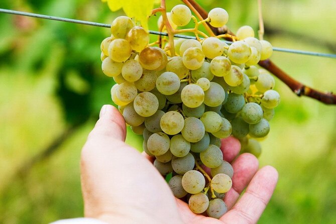 Whole day Wine Tour to Kakheti from Tbilisi - Why this Kakheti route works in one day