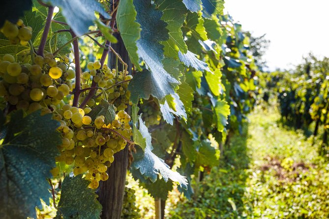 WINE & DINE Tour from Kutaisi - The Imeretian table is the main event